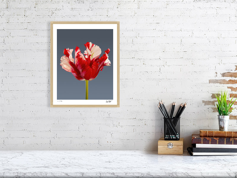 Estella Rijnveld Parrot tulip by Tim Platt Fine Art Photography