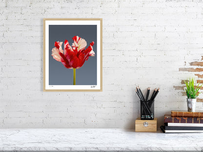 Estella Rijnveld Parrot tulip by Tim Platt Fine Art Photography