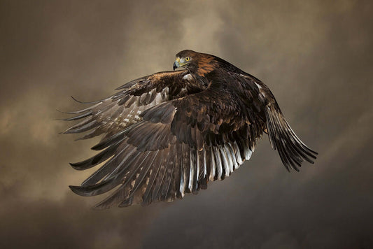 A Golden Eagle in mid-flight against a dramatic sky by photographer Tim Platt available online from Tim Platt Fine Art Photography Prints