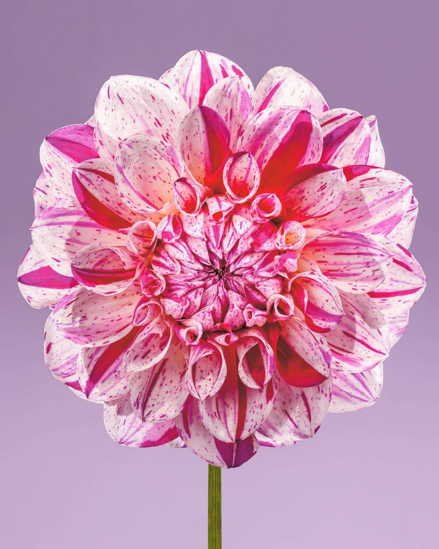 Painted Lady dahlia by Tim Platt Fine Art Photography