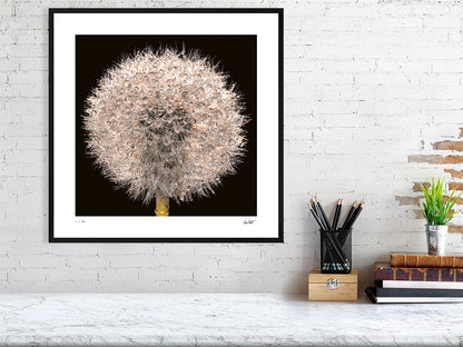 A close-up of a dandelion clock sparkling with rain drops by photographer Tim Platt available online from Tim Platt Fine Art Photography Prints