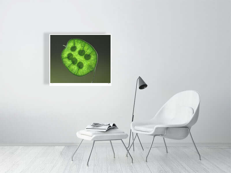 Bright green Honesty seed head by macro flower photographer Tim Platt available online from Tim Platt Fine Art Photography Prints