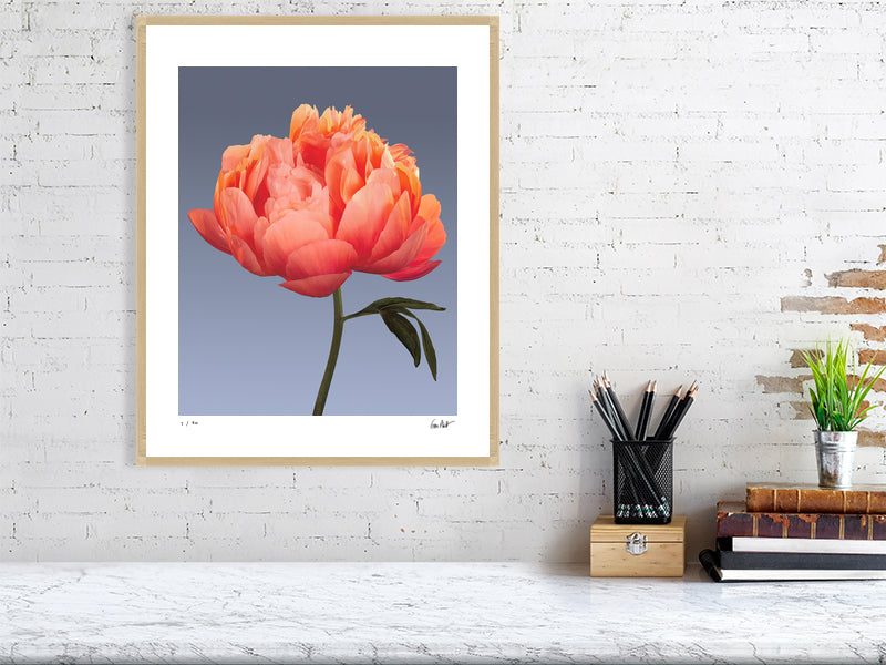 Coral peony by Tim Platt Fine Art Photography