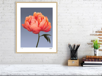 Coral peony by Tim Platt Fine Art Photography