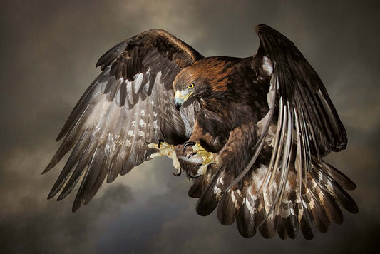 A Golden Eagle in swooping against a dramatic sky by photographer Tim Platt available online from Tim Platt Fine Art Photography Prints