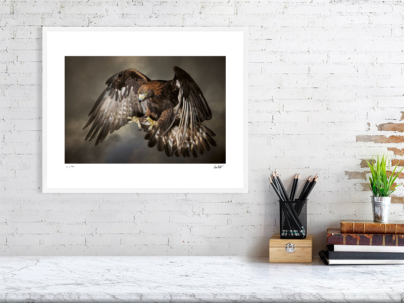 A Golden Eagle in swooping against a dramatic sky by photographer Tim Platt available online from Tim Platt Fine Art Photography Prints