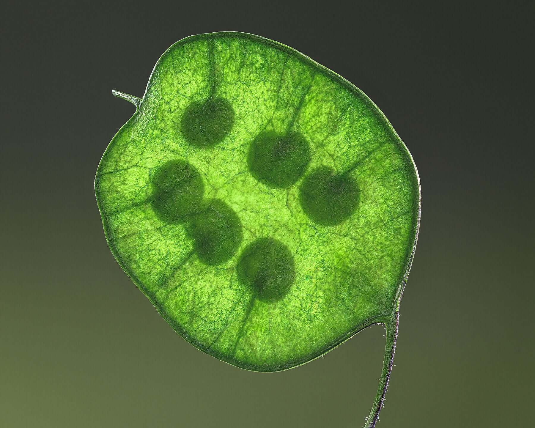 Bright green Honesty seed head by macro flower photographer Tim Platt available online from Tim Platt Fine Art Photography Prints