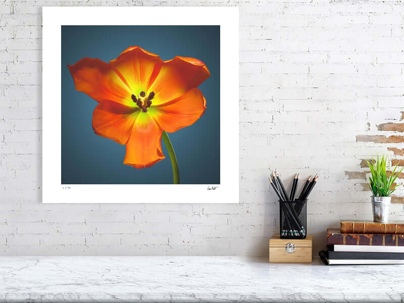 A bright orange Daydream tulip by by macro flower photographer Tim Platt available online from Tim Platt Fine Art Photography Prints