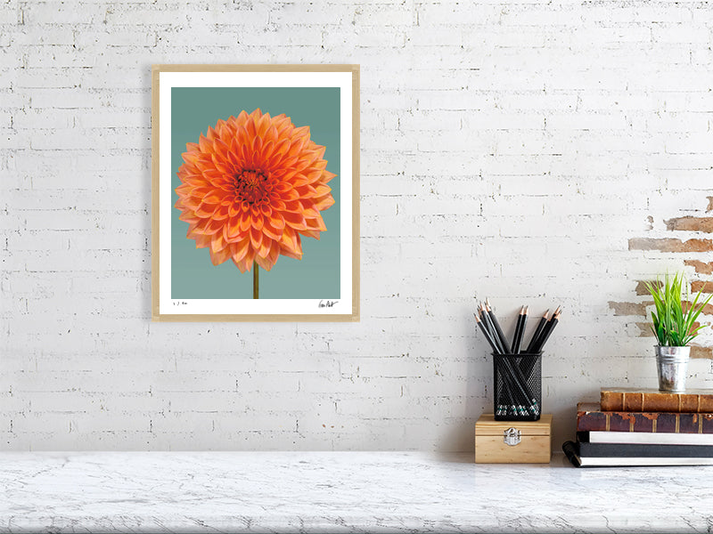 Orange dahlia by Tim Platt Fine Art Photography