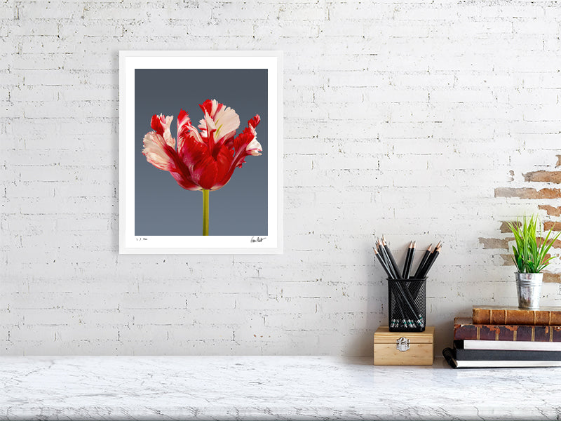 Estella Rijnveld Parrot tulip by Tim Platt Fine Art Photography
