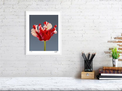 Estella Rijnveld Parrot tulip by Tim Platt Fine Art Photography