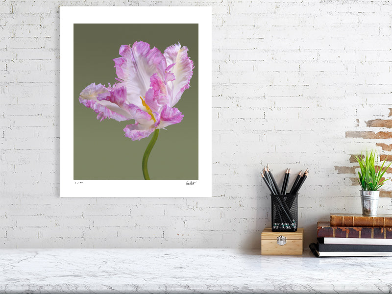 Pink parrot tulip by Tim Platt Fine Art Photography