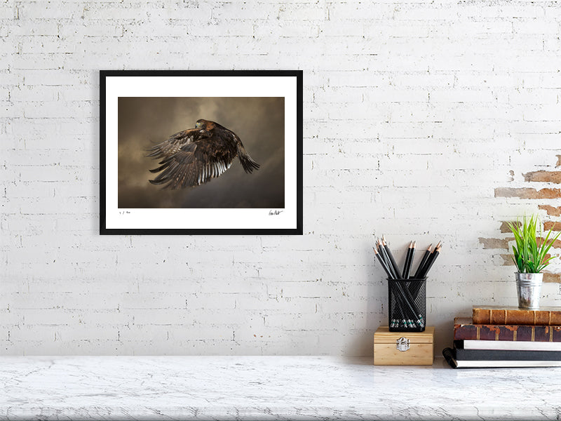 A Golden Eagle in mid-flight against a dramatic sky by photographer Tim Platt available online from Tim Platt Fine Art Photography Prints