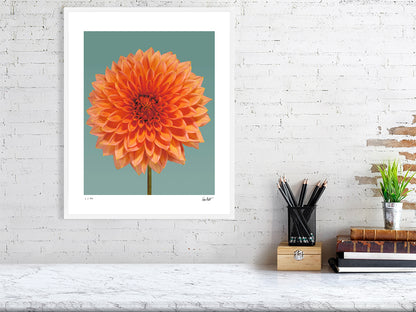 Orange dahlia by Tim Platt Fine Art Photography