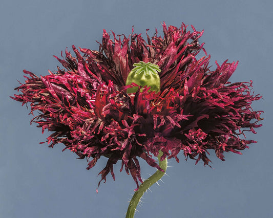 Black swan poppy by fine art photographer Tim Platt available from Tim Platt Fine Art Photography Prints