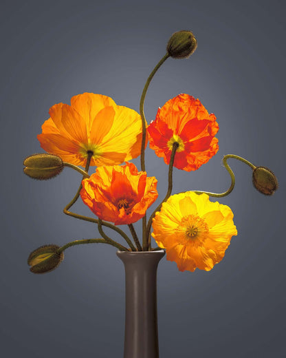 Californian poppies by Tim Platt Fine Art Photography