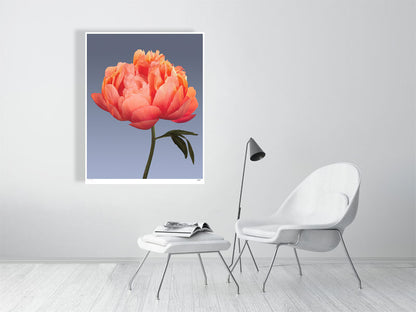 Coral peony by Tim Platt Fine Art Photography