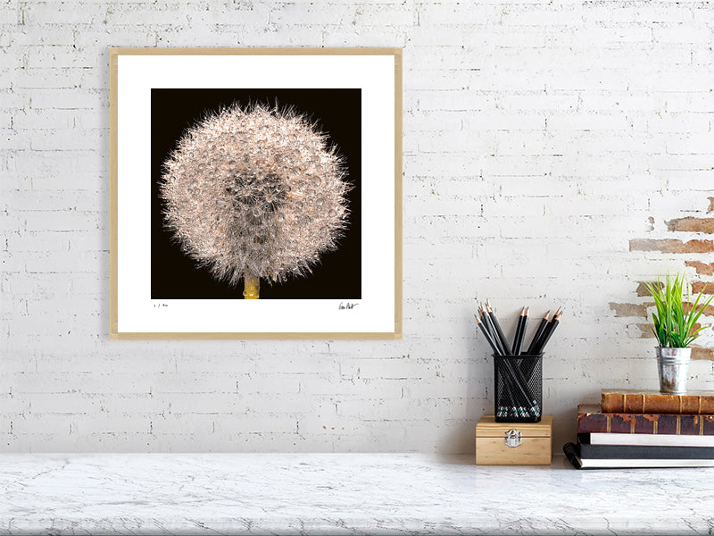 A close-up of a dandelion clock sparkling with rain drops by photographer Tim Platt available online from Tim Platt Fine Art Photography Prints