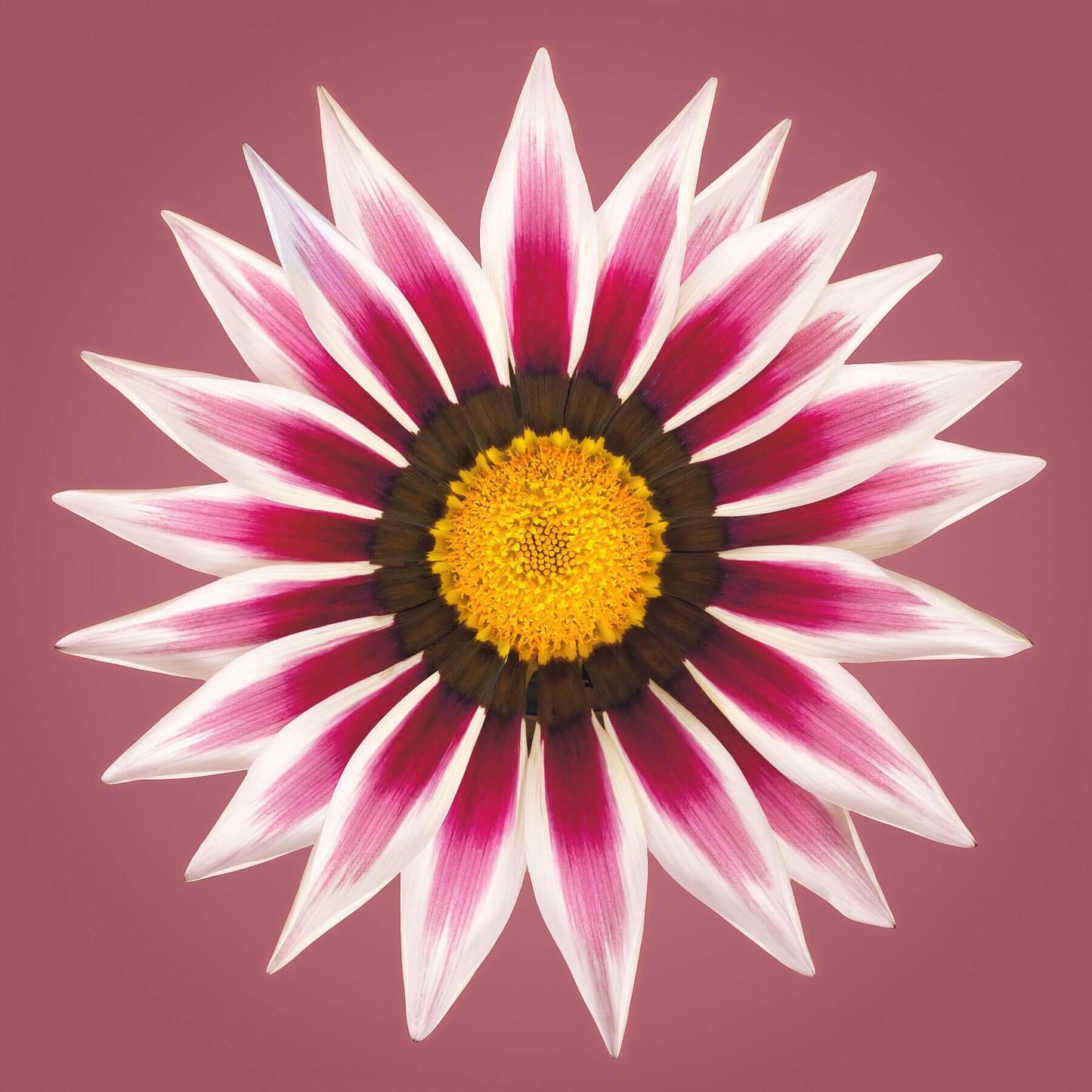 Single Gazania flower portrait by art photographer Tim Platt limited edition print from Tim Platt Fine Art Photography Prints