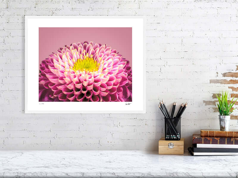 Pink and yellow Chrysanthemum flower by fine art photographer Tim Platt available from Tim Platt Fine Art Photography Prints