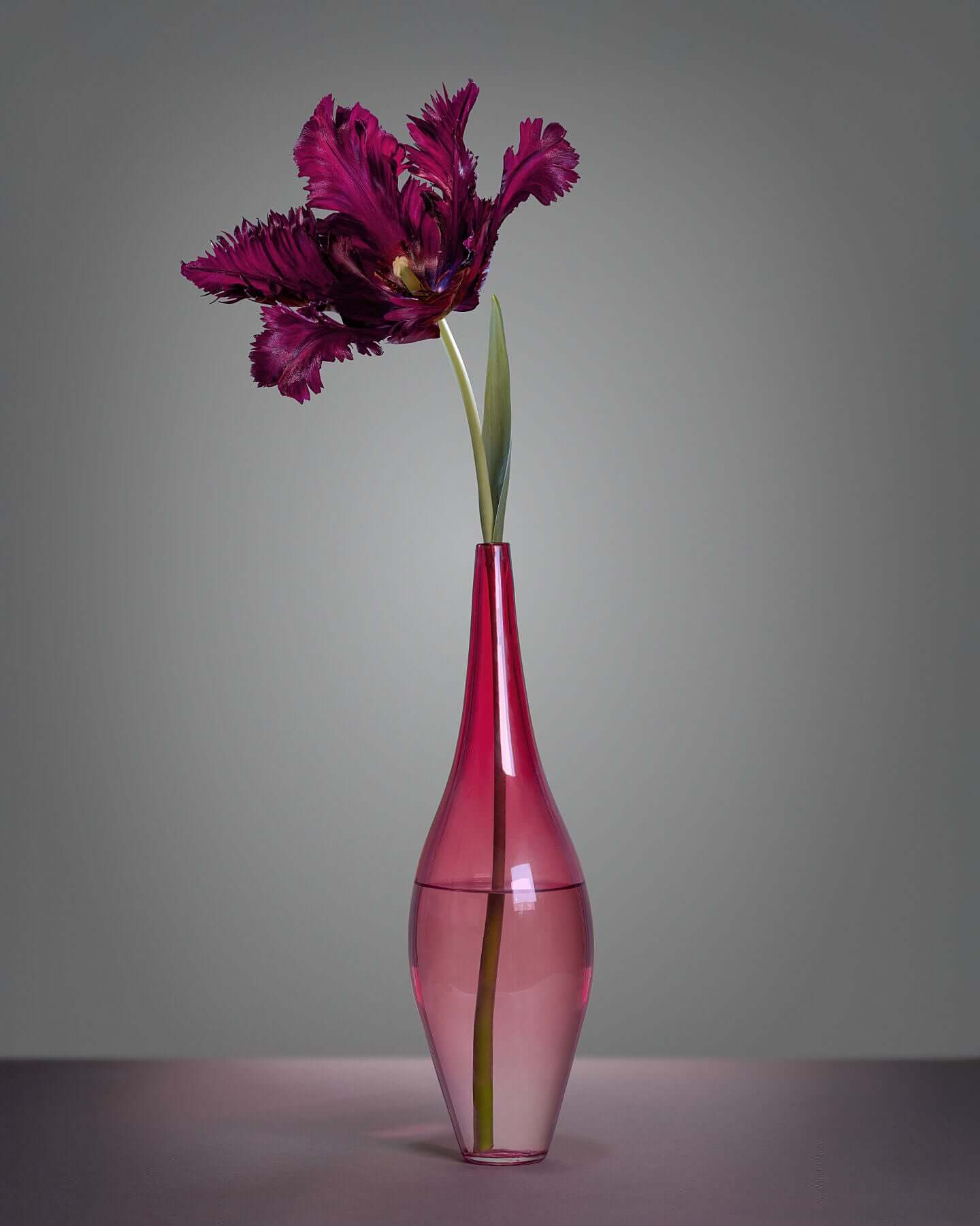 Purple Parrot tulip and pink glass vase still-life by Tim Platt Fine Art Photography