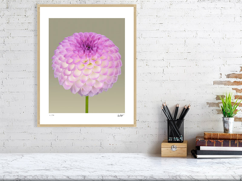 Ball dahlia #1 by Tim Platt Fine Art Photography