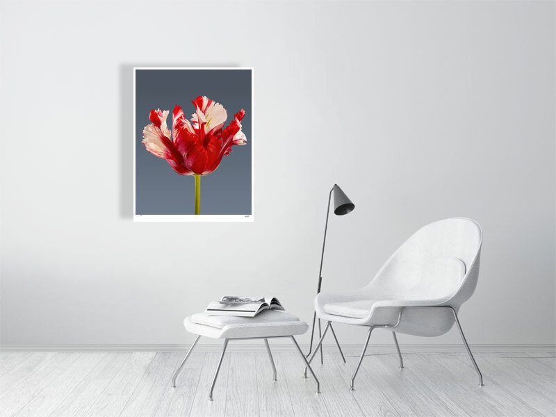 Estella Rijnveld Parrot tulip by Tim Platt Fine Art Photography