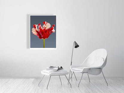 Estella Rijnveld Parrot tulip by Tim Platt Fine Art Photography