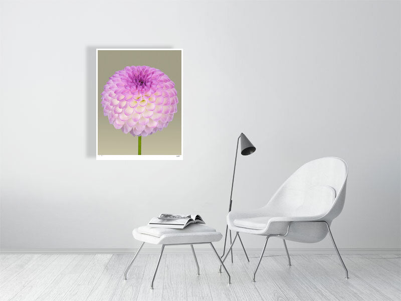 Ball dahlia #1 by Tim Platt Fine Art Photography