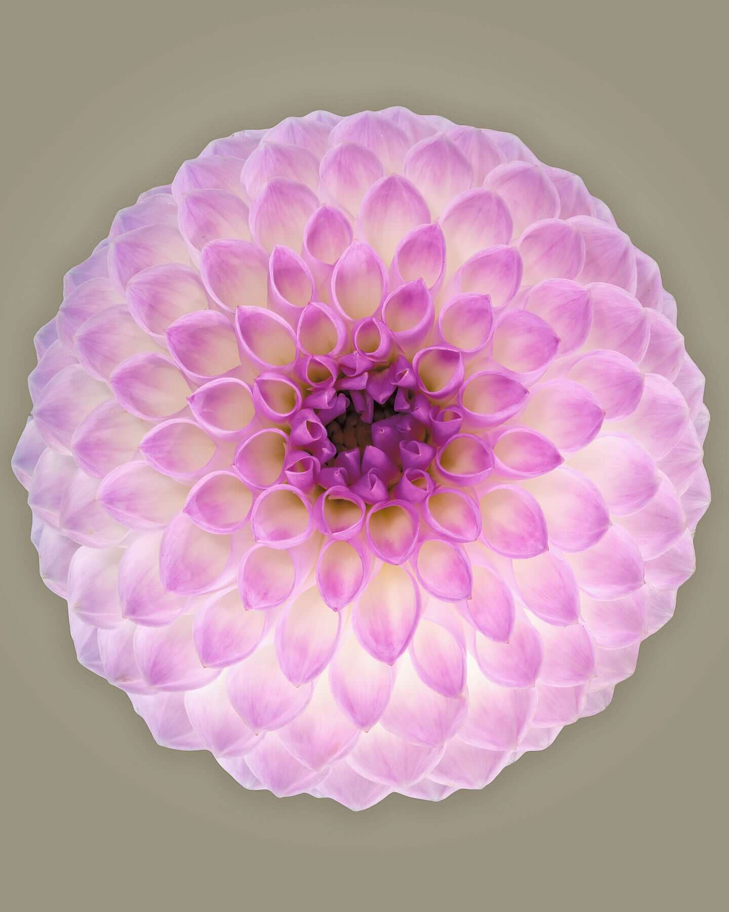 Ball dahlia #2 by Tim Platt Fine Art Photography