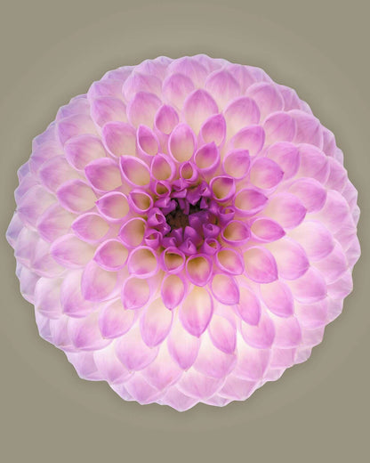 Ball dahlia #2 by Tim Platt Fine Art Photography