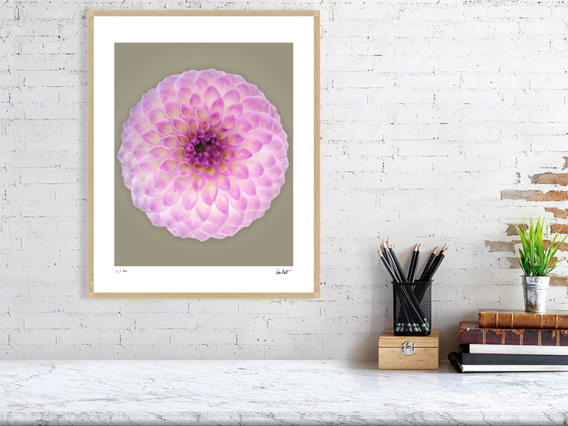 Ball dahlia #2 by Tim Platt Fine Art Photography