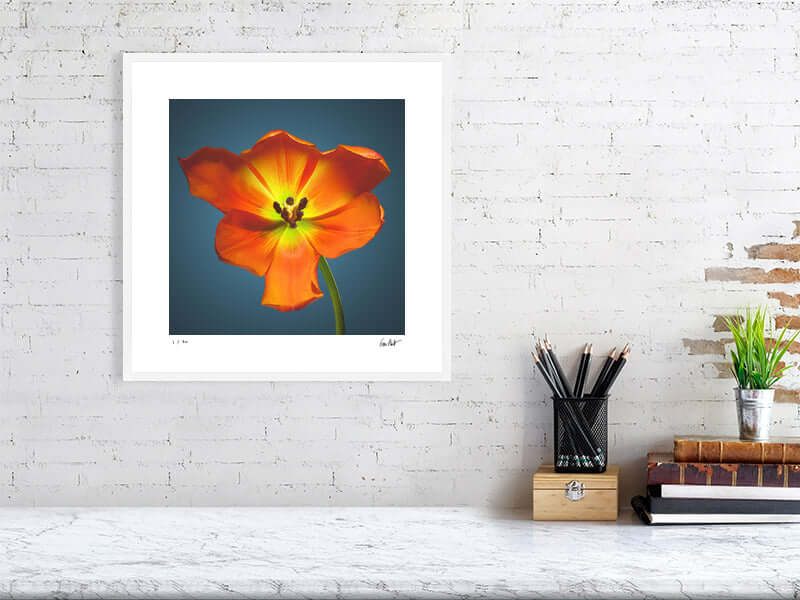 A bright orange Daydream tulip by by macro flower photographer Tim Platt available online from Tim Platt Fine Art Photography Prints