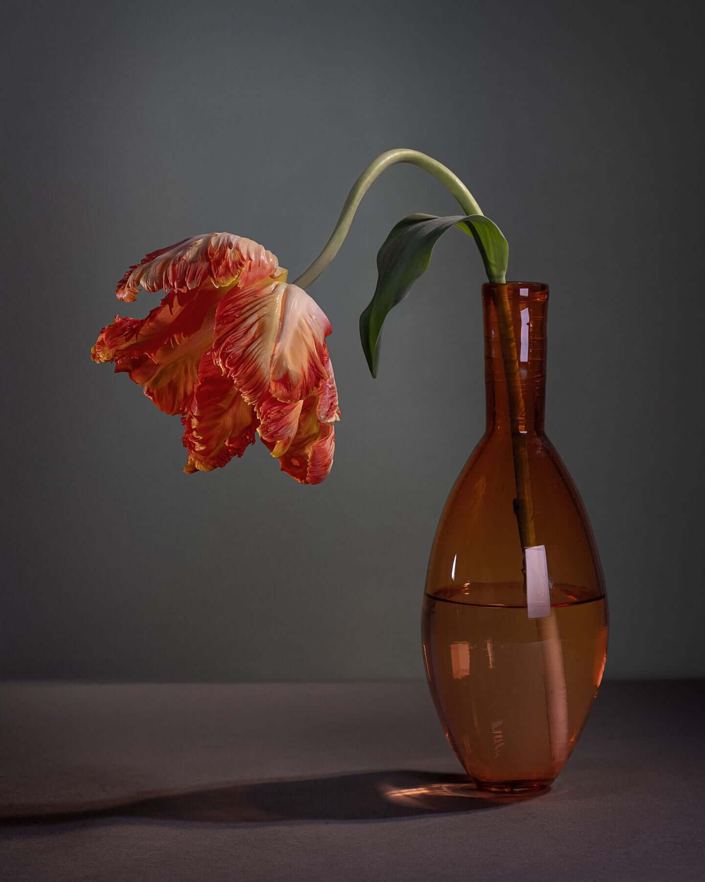 Orange Parrot tulip and orange glass vase still-life by Tim Platt Fine Art Photography