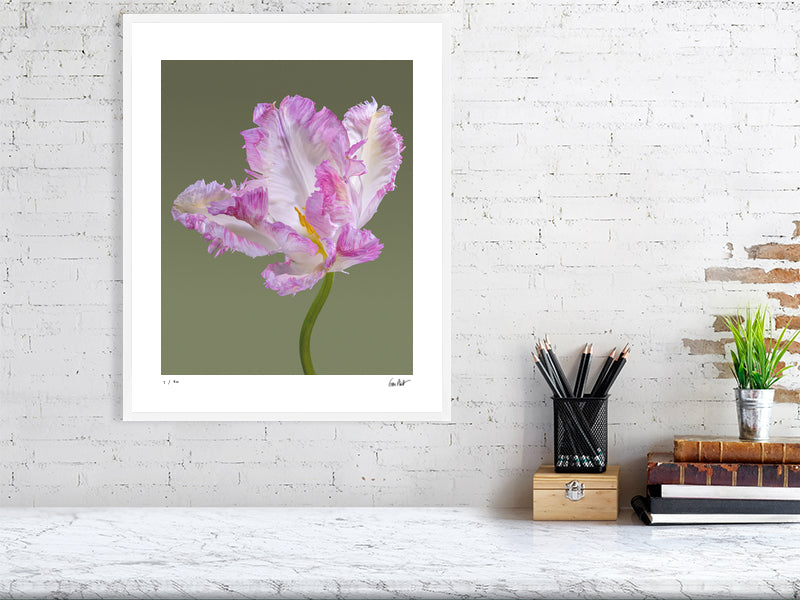 Pink parrot tulip by Tim Platt Fine Art Photography