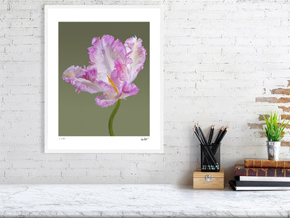 Pink parrot tulip by Tim Platt Fine Art Photography