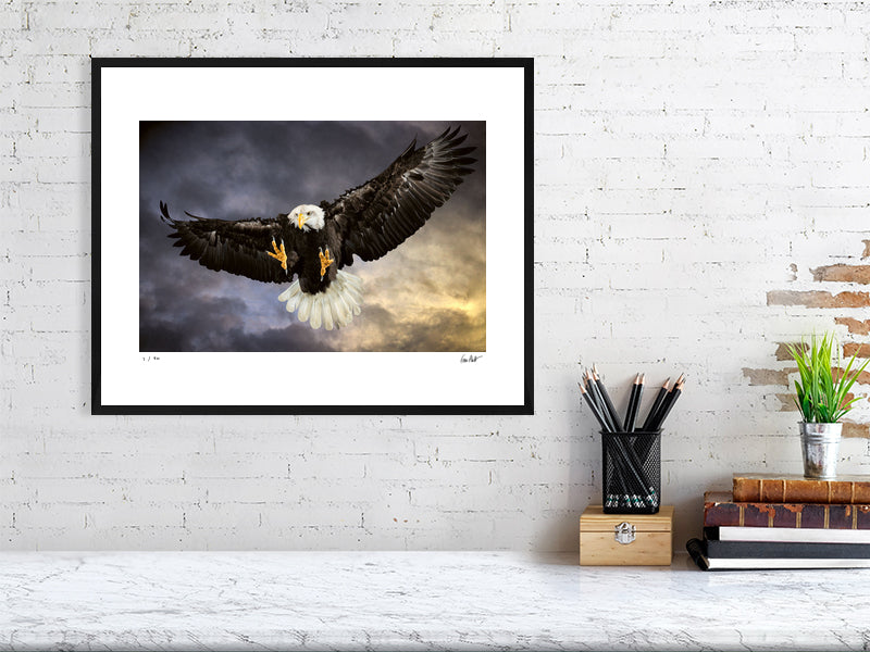 A Bald Eagle swoops in mid-flight against a dramatic sky by photographer Tim Platt available online from Tim Platt Fine Art Photography Prints