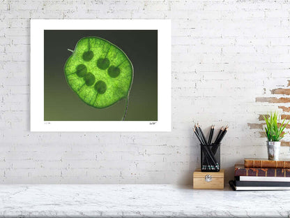 Bright green Honesty seed head by macro flower photographer Tim Platt available online from Tim Platt Fine Art Photography Prints