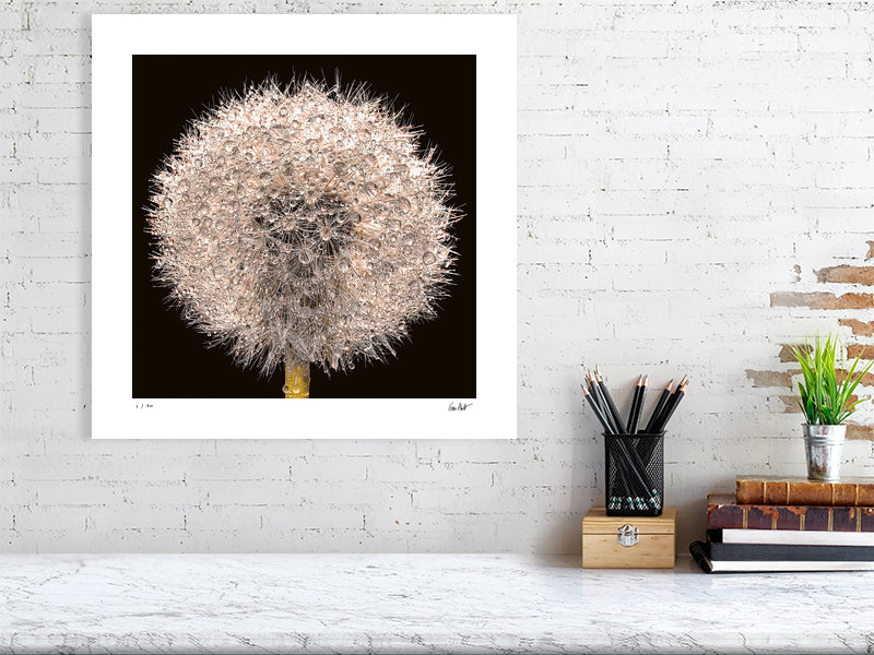 A close-up of a dandelion clock sparkling with rain drops by photographer Tim Platt available online from Tim Platt Fine Art Photography Prints