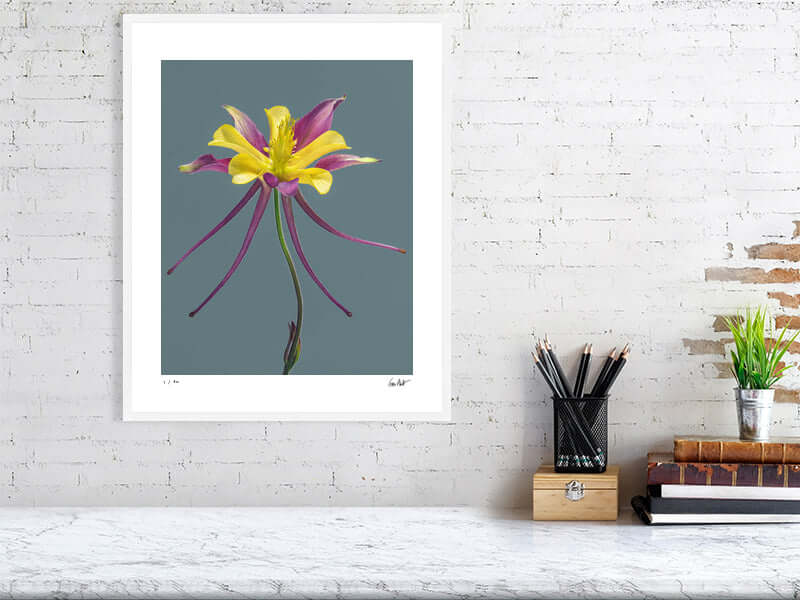 Magenta and yellow Columbine flower close-up by photographer Tim Platt available from Tim Platt Fine Art Photography Prints