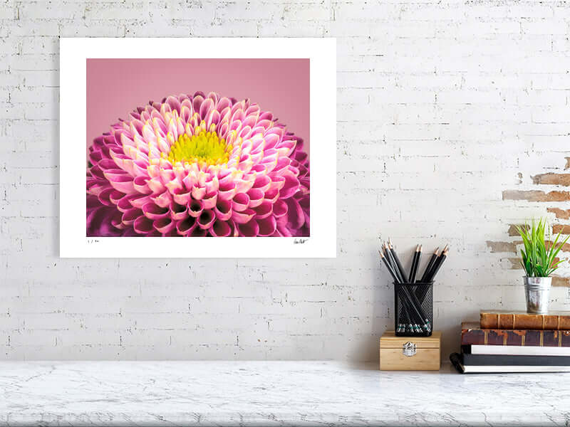 Pink and yellow Chrysanthemum flower by fine art photographer Tim Platt available from Tim Platt Fine Art Photography Prints