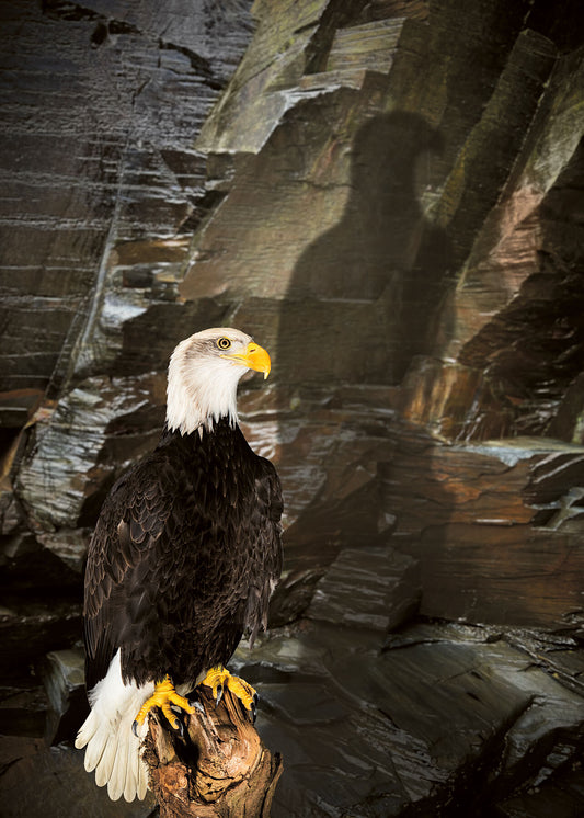 A Bald Eagle is perched against a rocky cliff face by photographer Tim Platt available online from Tim Platt Fine Art Photography Prints