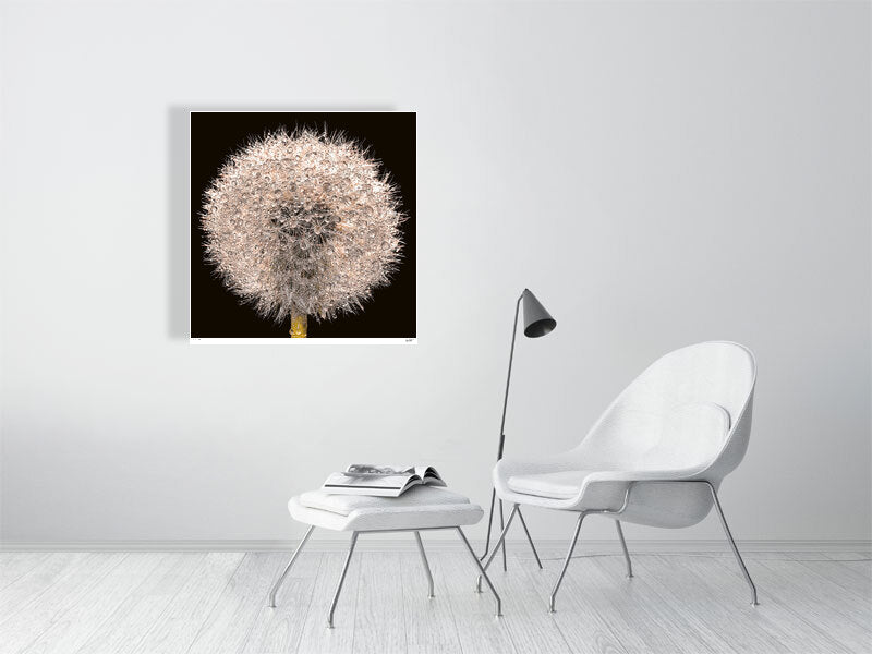 A close-up of a dandelion clock sparkling with rain drops by photographer Tim Platt available online from Tim Platt Fine Art Photography Prints