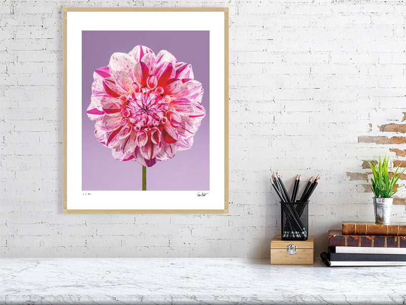 Painted Lady dahlia by Tim Platt Fine Art Photography