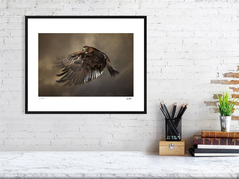 A Golden Eagle in mid-flight against a dramatic sky by photographer Tim Platt available online from Tim Platt Fine Art Photography Prints