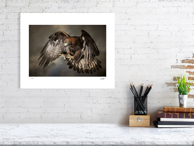 A Golden Eagle in swooping against a dramatic sky by photographer Tim Platt available online from Tim Platt Fine Art Photography Prints