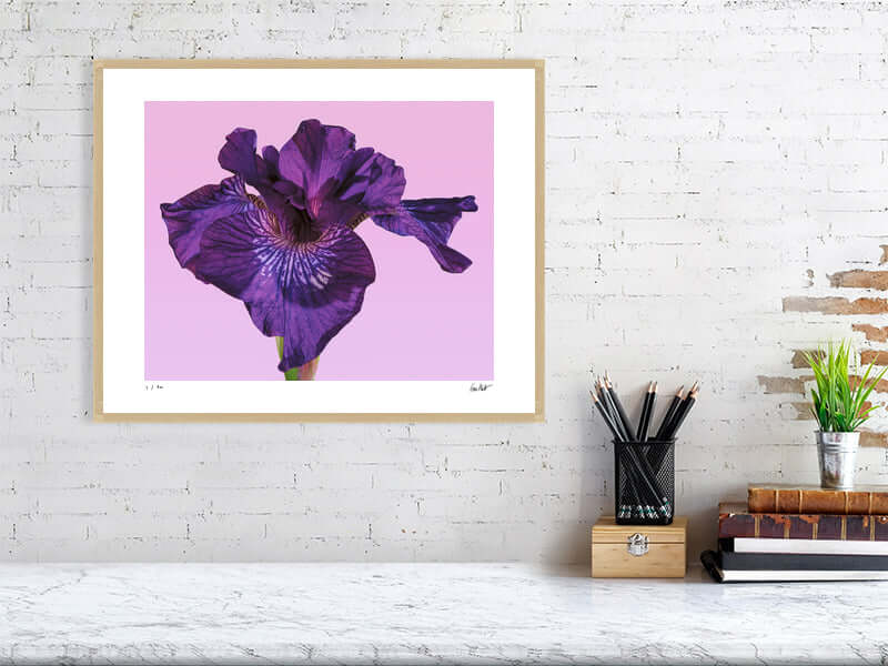 Purple Siberian Iris flower close-up by fine art photographer Tim Platt available from Tim Platt Fine Art Photography Prints