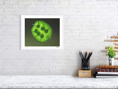 Bright green Honesty seed head by macro flower photographer Tim Platt available online from Tim Platt Fine Art Photography Prints