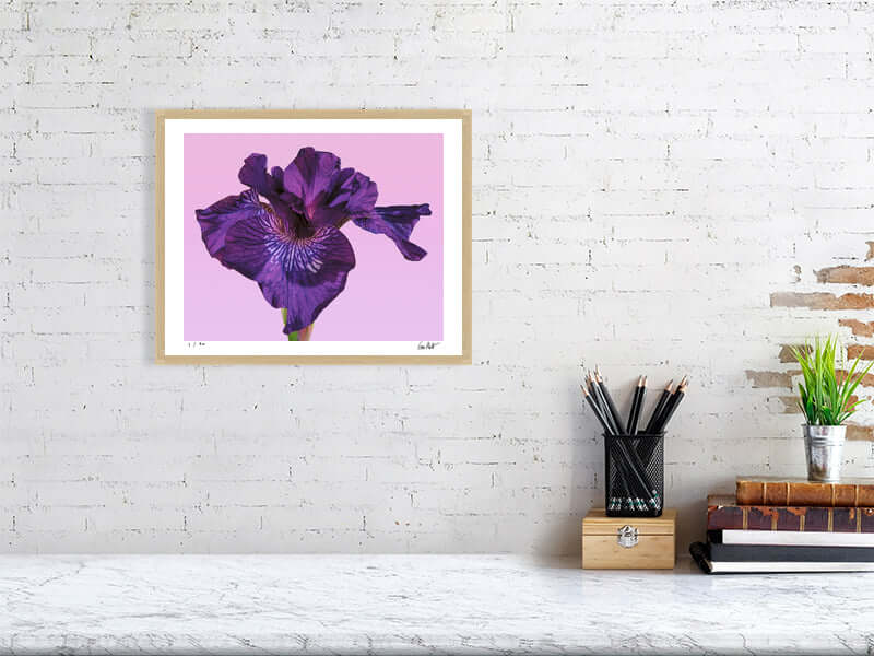 Purple Siberian Iris flower close-up by fine art photographer Tim Platt available from Tim Platt Fine Art Photography Prints