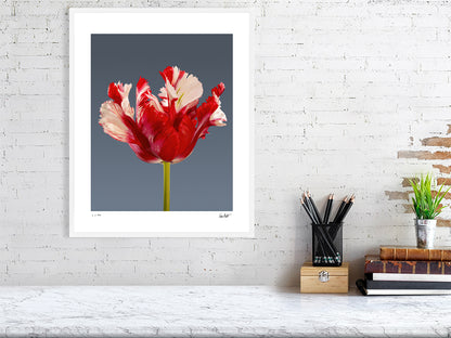 Estella Rijnveld Parrot tulip by Tim Platt Fine Art Photography